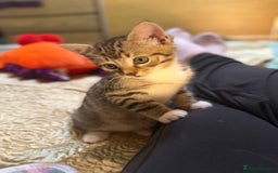 Mixed Breed cats for sale: Beautiful kitten available  - Image 7