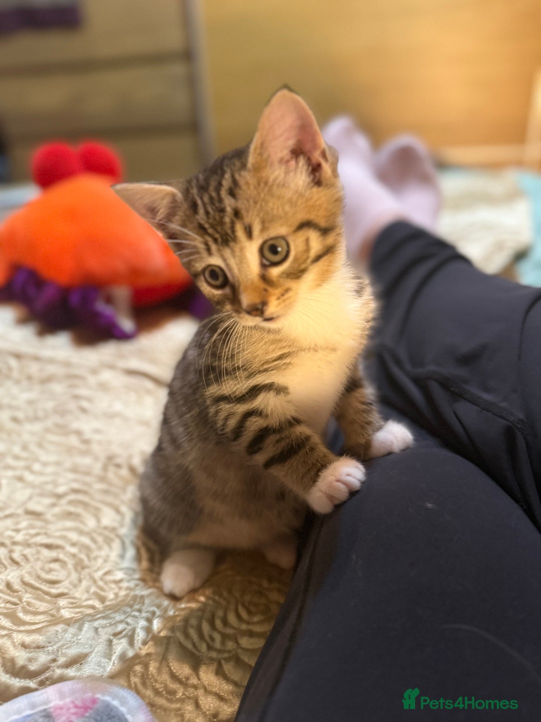 Mixed Breed cats for sale: Beautiful kitten available  - Image 7