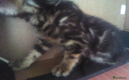 Bengal cats for sale: Beautiful Bengal Kittens - Image 4