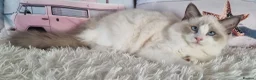 Ragdoll cats for sale: 💕Beautiful TICA Ragdolls Kittens 💕 - Advert 9