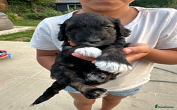 Cockapoo dogs for sale: Cockapoo puppies - Image 12