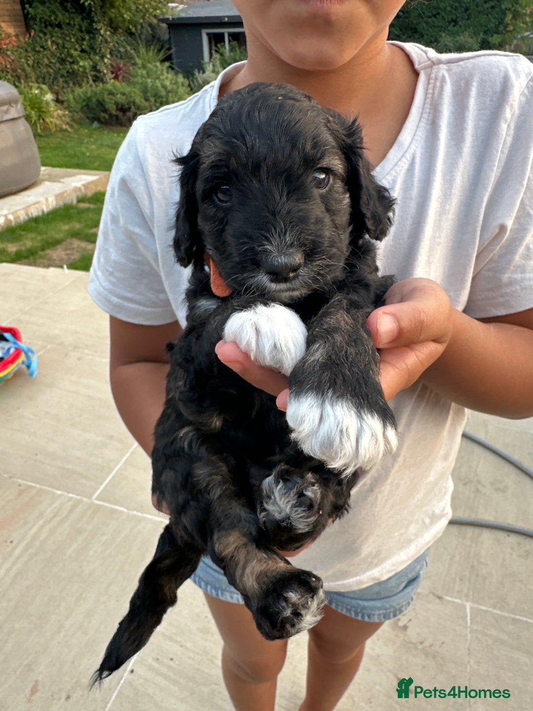 Cockapoo dogs for sale: Cockapoo puppies - Image 12