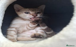 Bengal cats for sale: Prenium TICA registered Bengal Kittens - Image 14