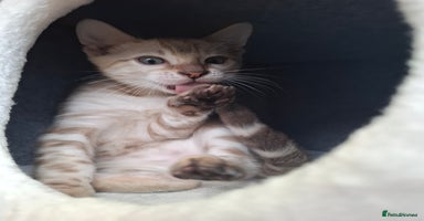 Bengal cats - Advert 5
