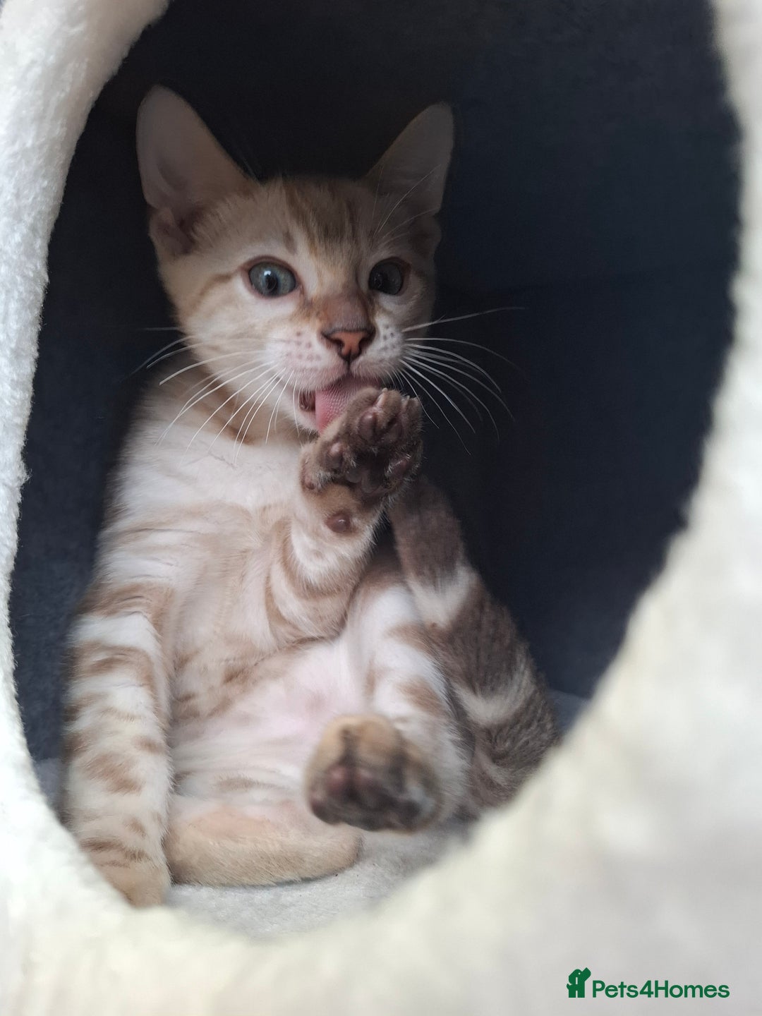 Bengal cats for sale: Prenium TICA registered Bengal Kittens - Image 14