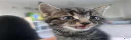 Mixed Breed cats for sale: 3 beautiful babies looking for forever homes - Advert 18