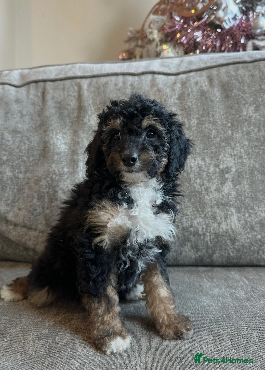 Cavapoo dogs for sale: Beautiful Cavapoos’s  - Advert 24
