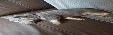 Dachshund 4