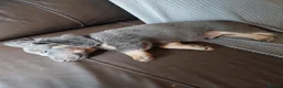 Dachshund dogs for sale: 5 beautiful loving but bouncy pups for sale. - Advert 3