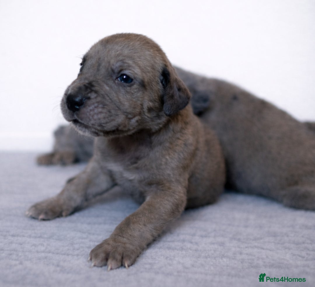 Great Dane dogs for sale: KC Registered Great Danes - Stunning Litter  - Advert 10