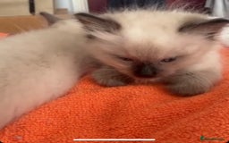 Ragdoll cats for sale: Full Ragdoll Kittens - Both Parents are Pedigree - Image 9