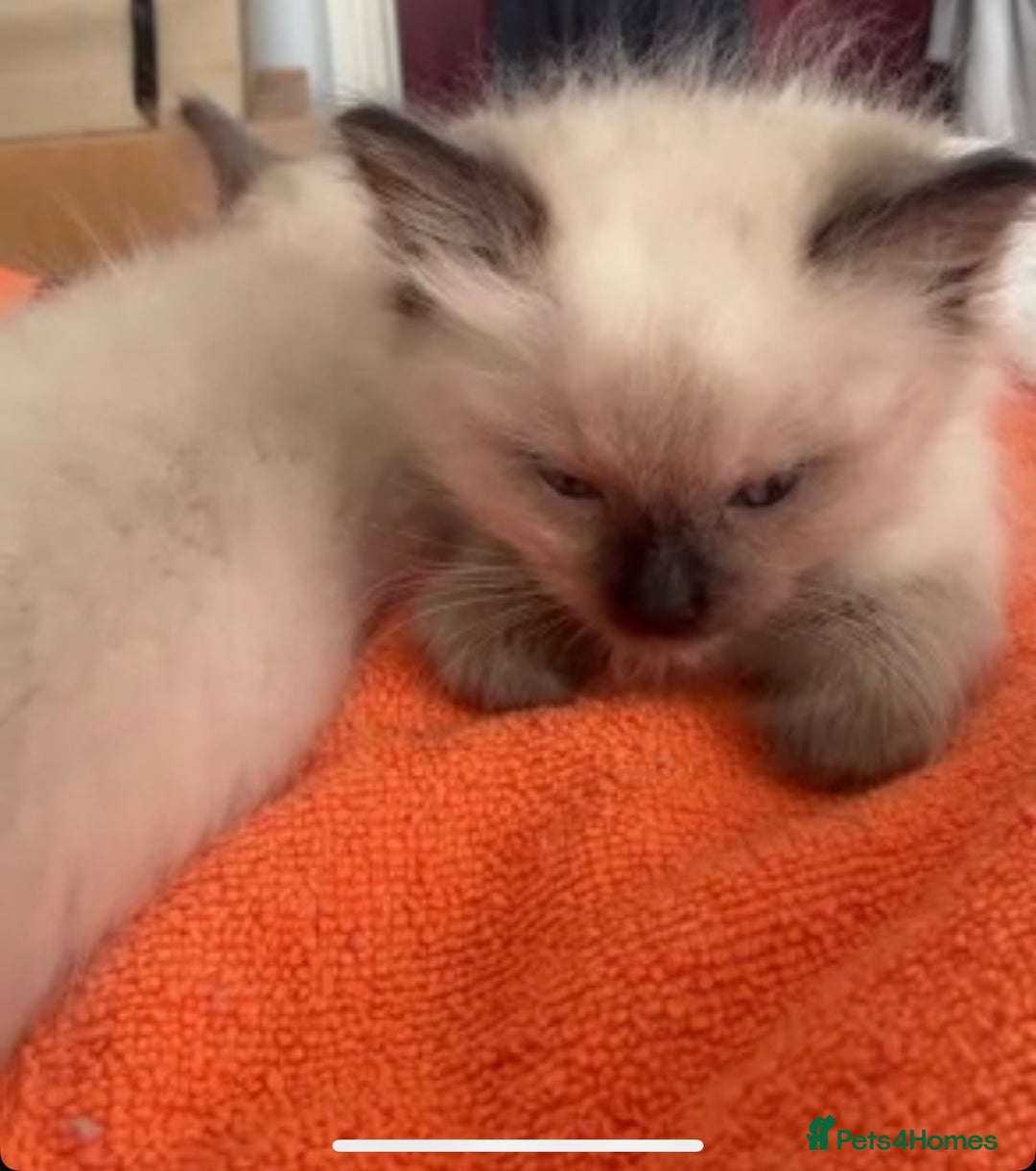 Ragdoll cats for sale: Full Ragdoll Kittens - Both Parents are Pedigree - Image 9