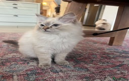 Ragdoll cats for sale: Beautiful female ragdolls - Image 2