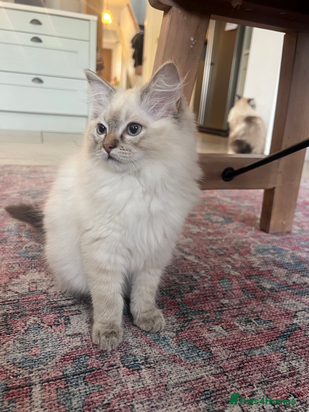 Ragdoll cats for sale: Beautiful female ragdolls - Image 2