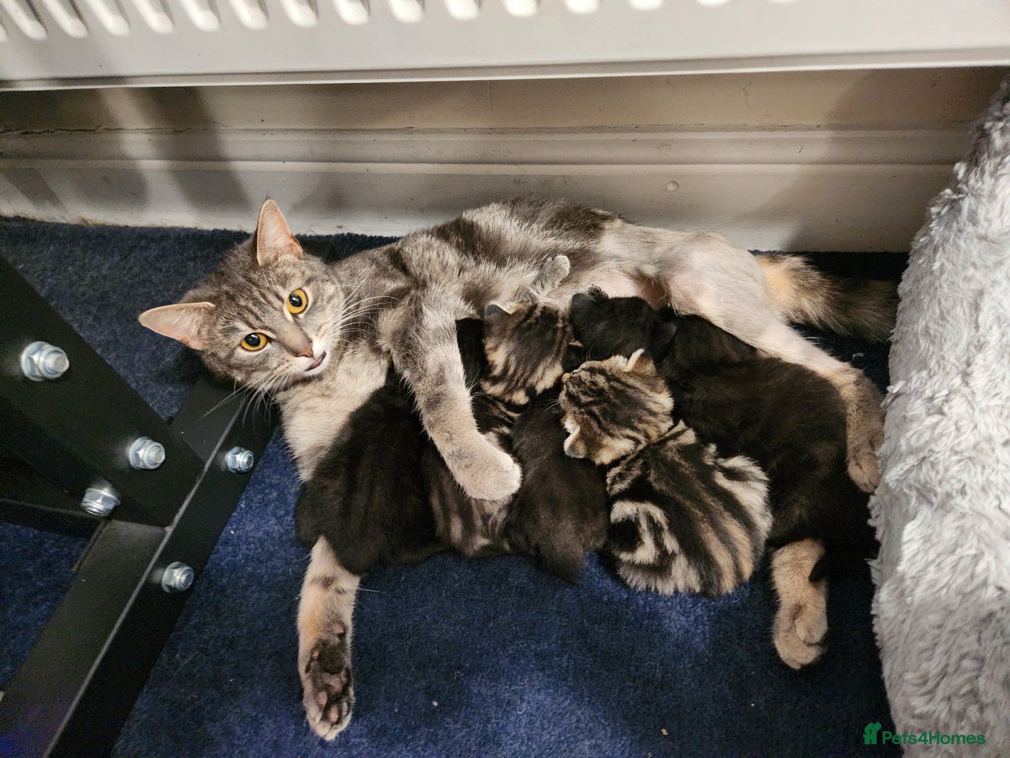 Mixed Breed cats 5 kittens, 2 Tabby, 3 Black Tabby - Advert 1