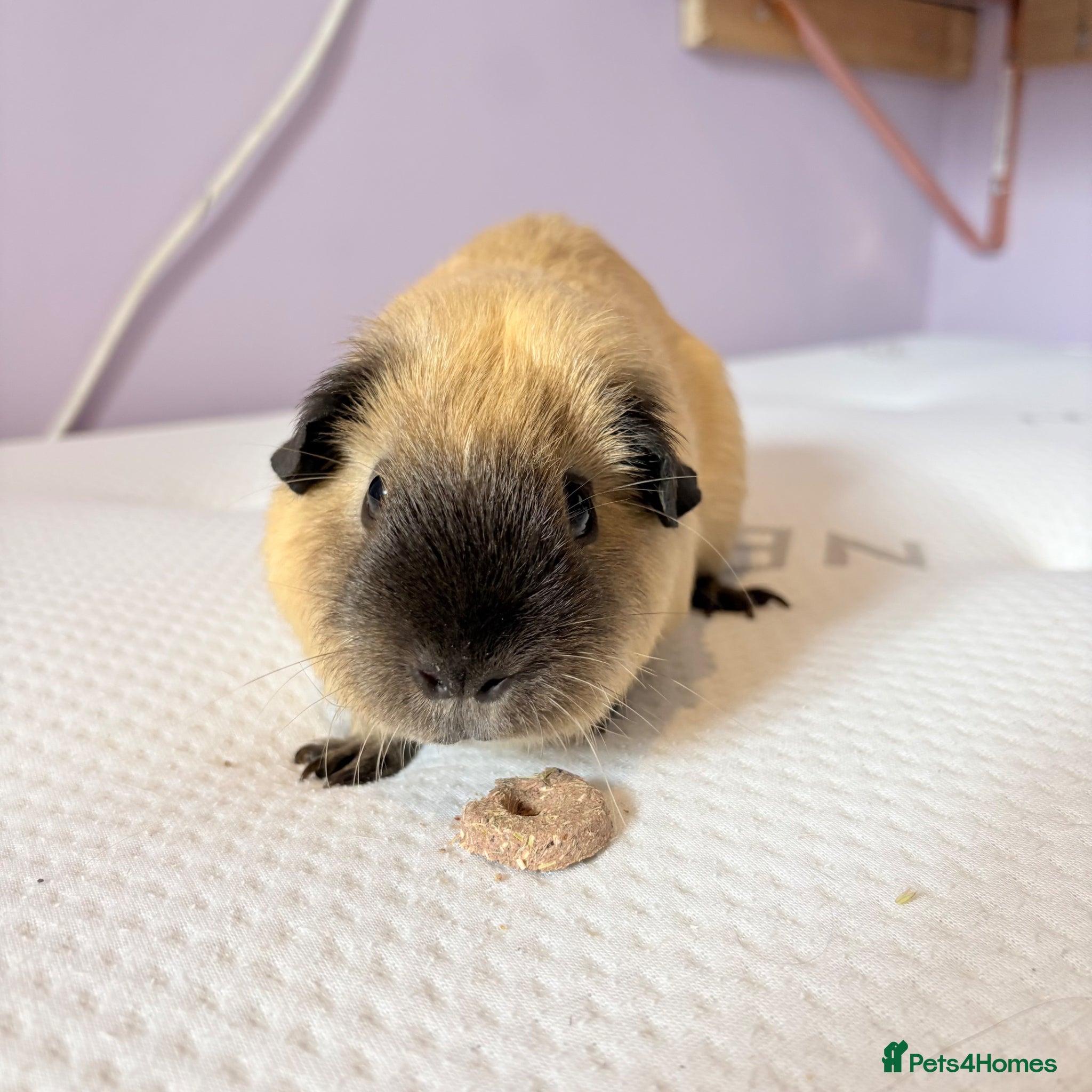 Guinea Pig rodents Beautiful Guniea pigs for sale boys  - Advert 1