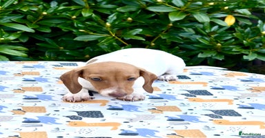 Miniature Dachshund dogs - Advert 6