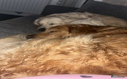 Golden Retriever dogs for sale: Golden retriever puppies  - Image 13
