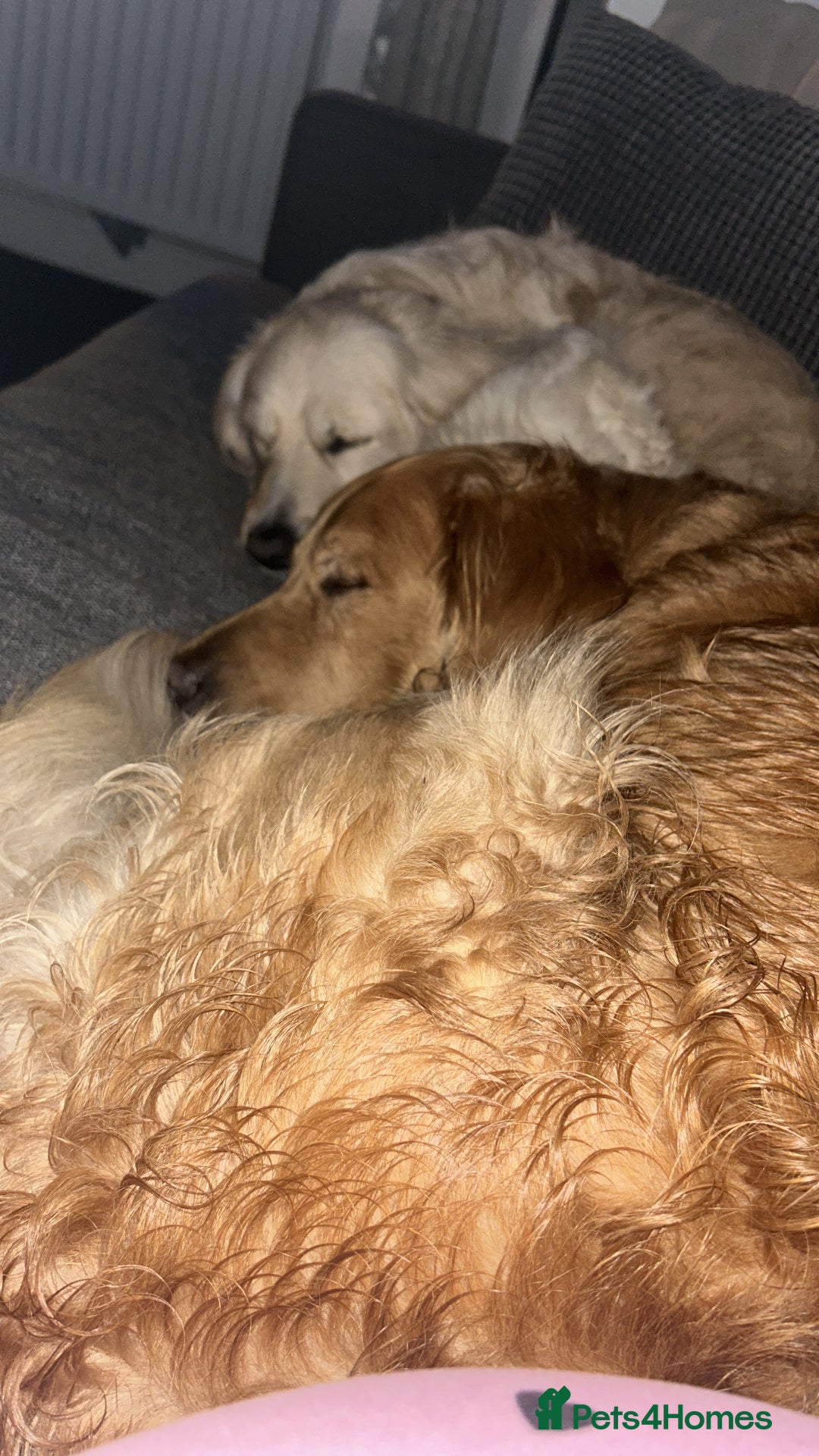 Golden Retriever dogs for sale: Golden retriever puppies  - Image 13
