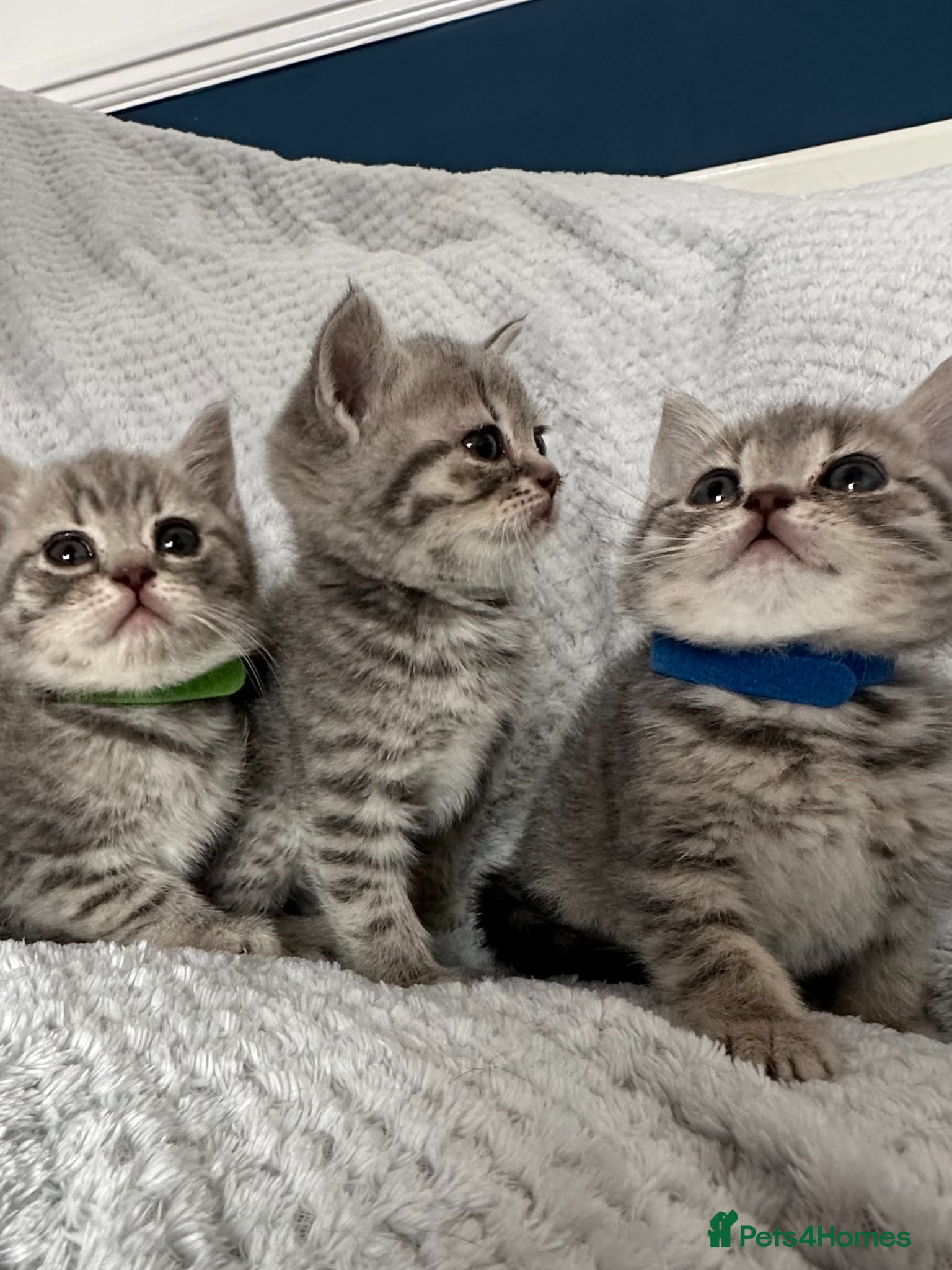 British Shorthair cats Beautiful BSH Grey Stripe Purebread Kittens - Advert 1