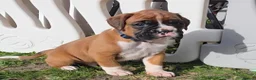 Boxer dogs for sale: Outstanding Boxer Puppies 1 Boy & 3 Girls  in Crawley - Advert 2