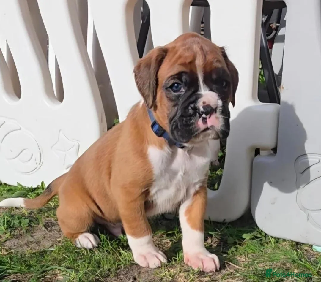 Boxer dogs for sale: Outstanding Boxer Puppies 1 Boy & 3 Girls  in Crawley - Advert 2