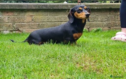 Miniature Dachshund dogs for sale: Miniature smooth dachshund  - Image 2