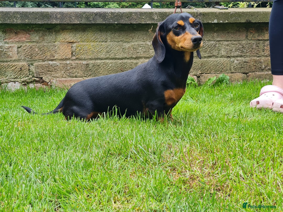 Miniature Dachshund dogs for sale: Miniature smooth dachshund  - Image 2