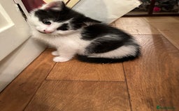 British Longhair cats for sale: Unusual markings  - Image 4