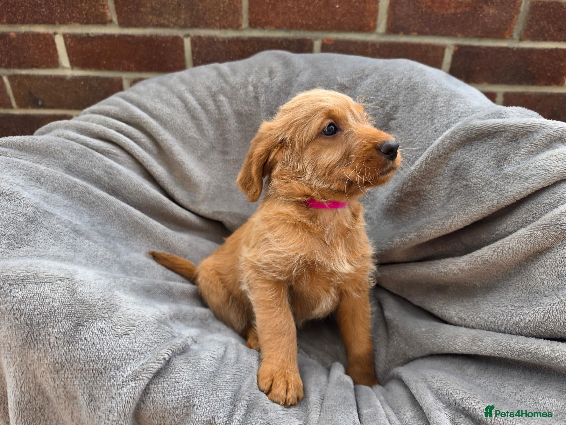 Labradoodle dogs F1 labradoodles - Advert 16