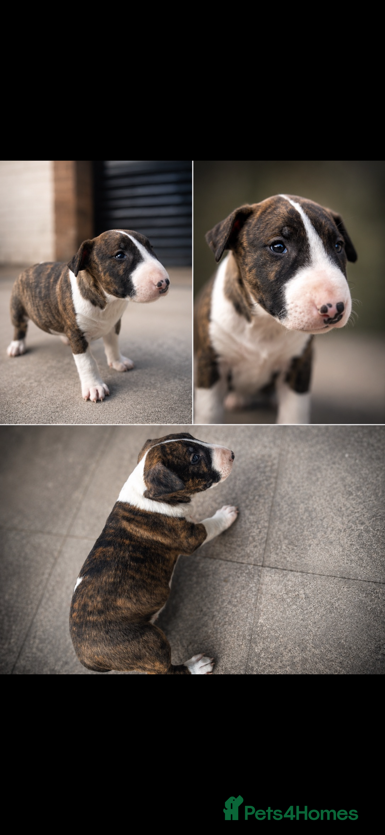 English Bull Terrier dogs English bull terrier  - Advert 2