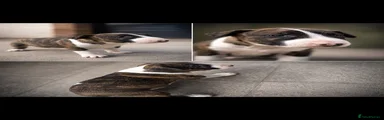 English Bull Terrier 3