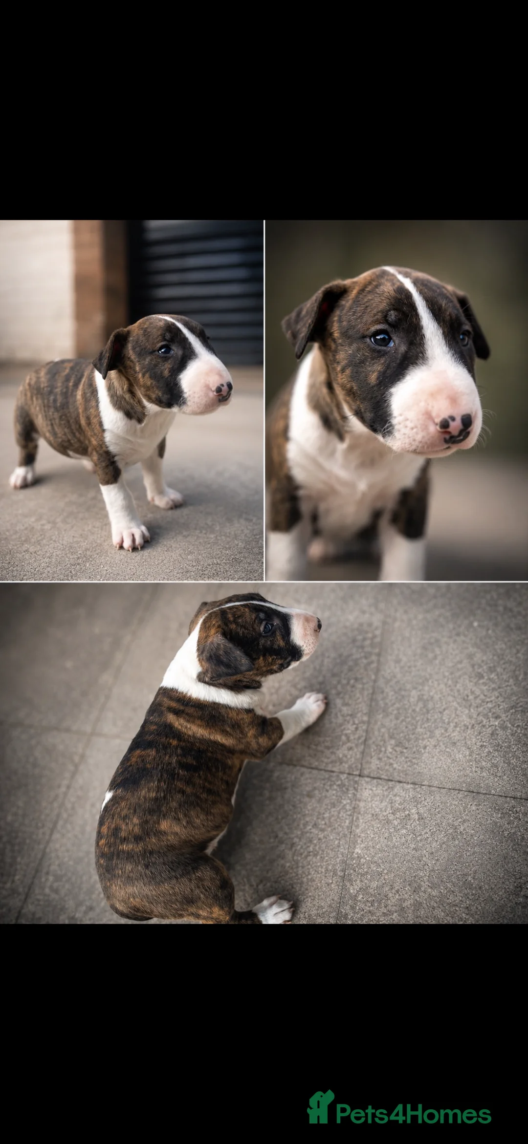 English Bull Terrier dogs for sale: English bull terrier  - Advert 1