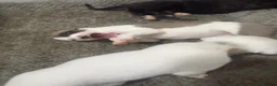 Whippet dogs for sale: Pure WHIPPET PUPPIES - Advert 28
