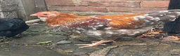 Chickens poultry for sale: Hand-Reared Bantam Wyandotte Chicks – 3 Available in Horsham - Advert 7