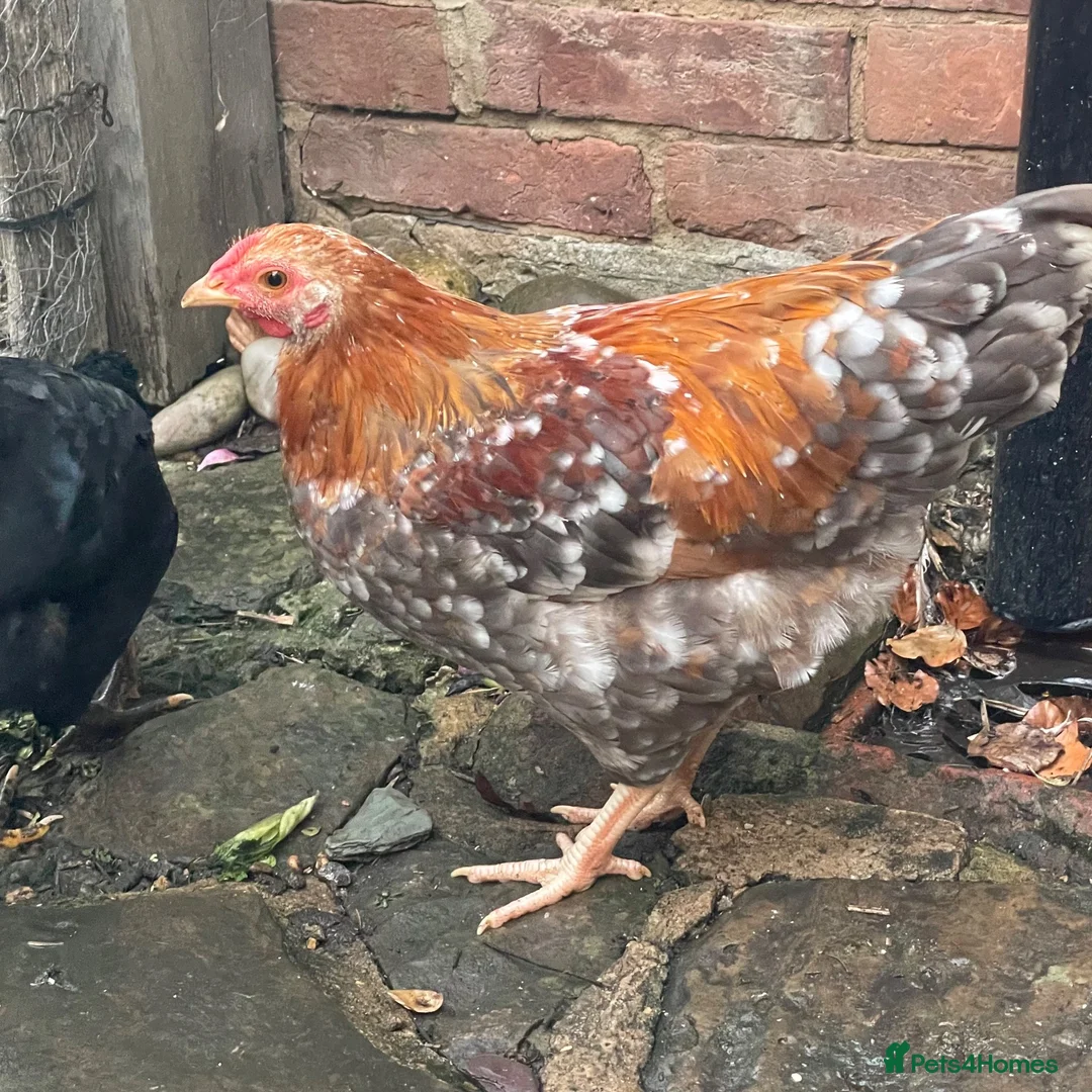 Chickens poultry for sale: Hand-Reared Bantam Wyandotte Chicks – 3 Available in Horsham - Advert 7