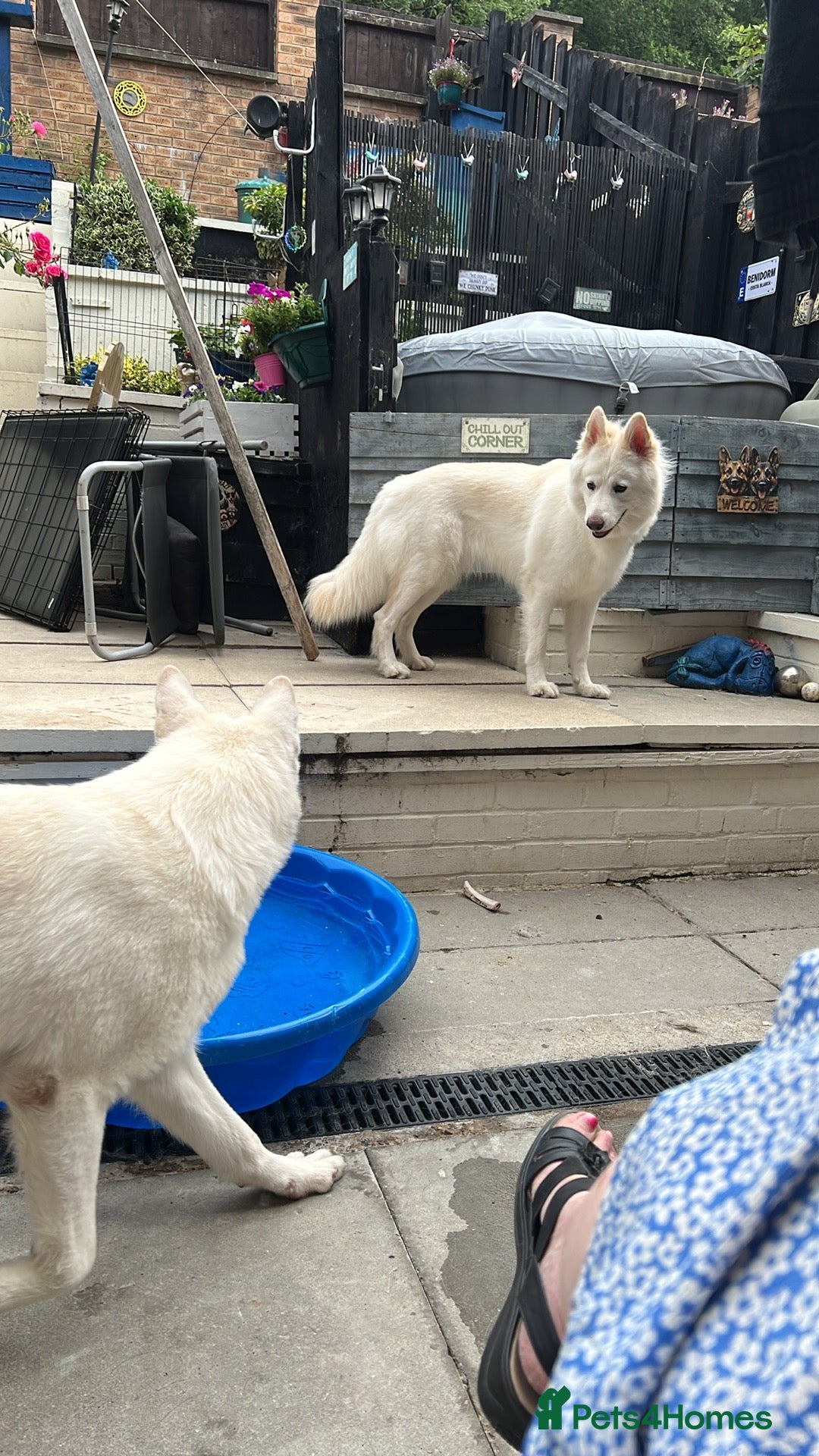 German Shepherd dogs for sale: 18 month old female GSD - Image 3