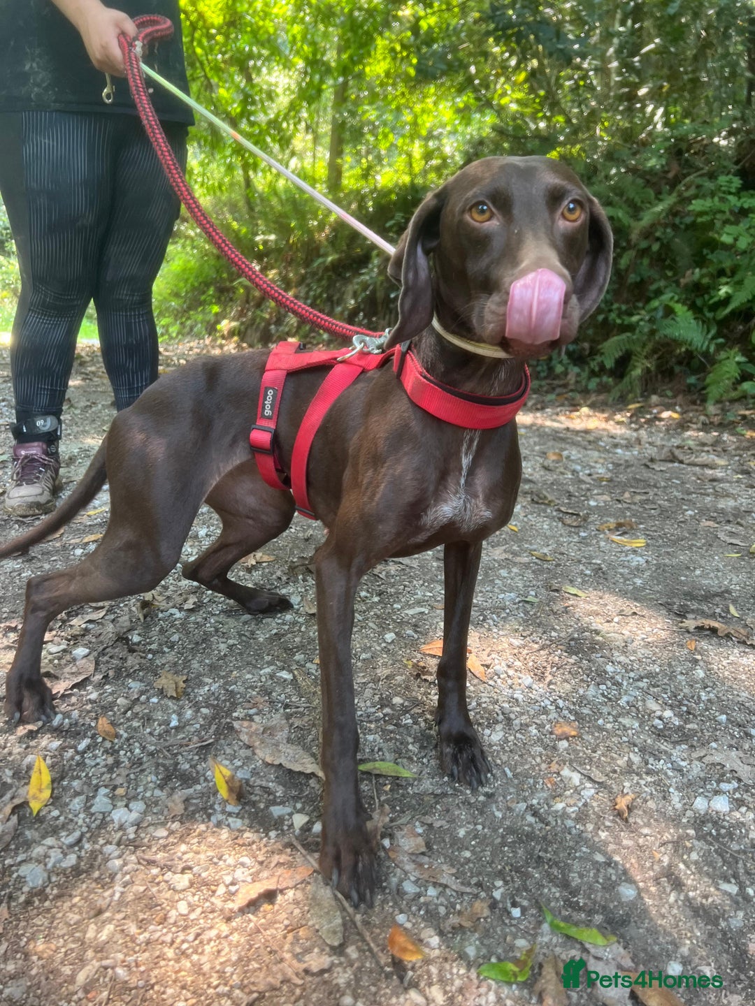 German Shorthaired Pointer dogs for adoption: Rucha, female German Shorthaired Pointer, aged 2 - Image 12