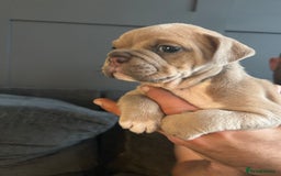 Mixed Breed dogs for sale: Bulldog puppy’s  - Image 1
