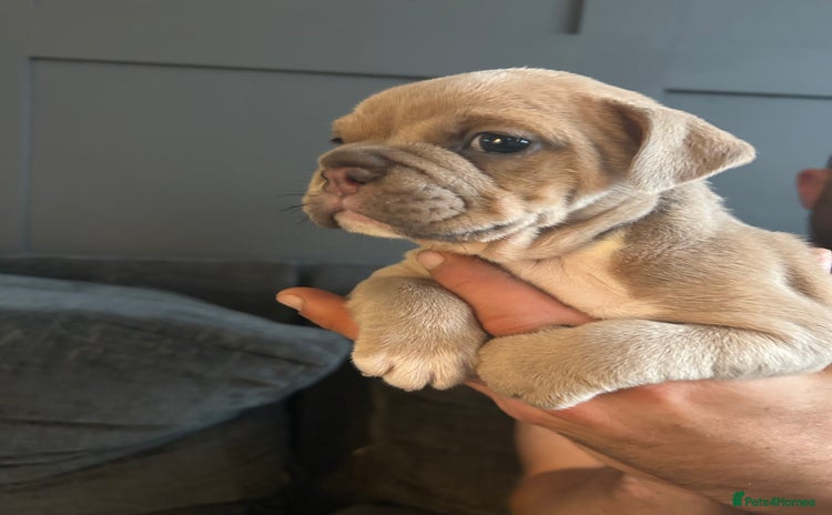 Mixed Breed dogs - Advert 1