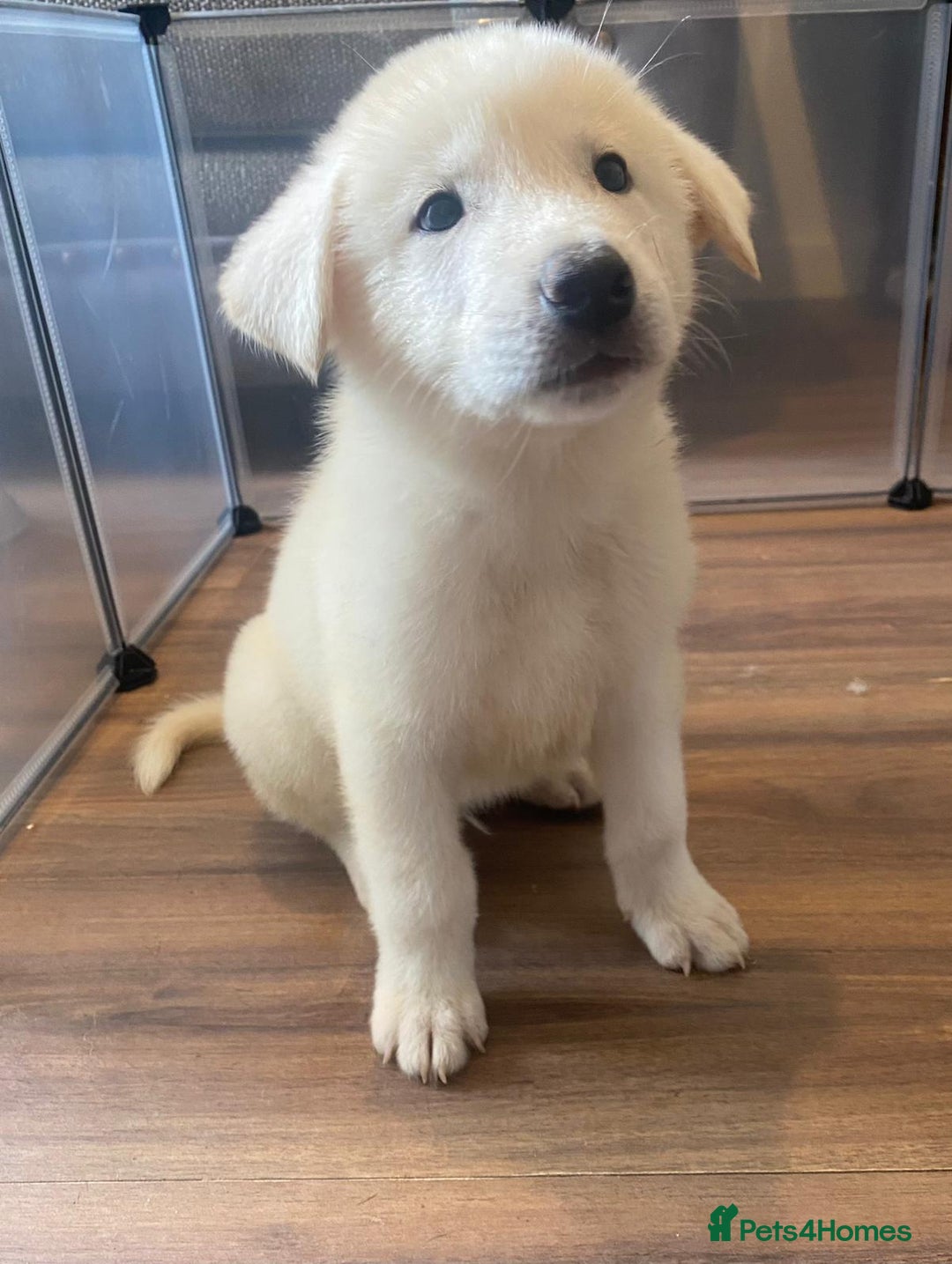Mixed Breed dogs for sale: READY NOW! Beautiful Japanese Akita Puppies - Image 15