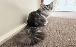 Maine Coon cats for sale: 9 month old classic silver tabby boy - Image 2