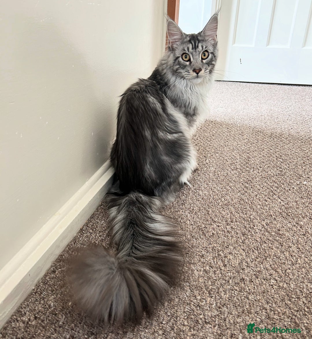 Maine Coon cats for sale: 9 month old classic silver tabby boy - Image 2