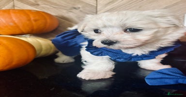 Mixed Breed dogs - Advert 3
