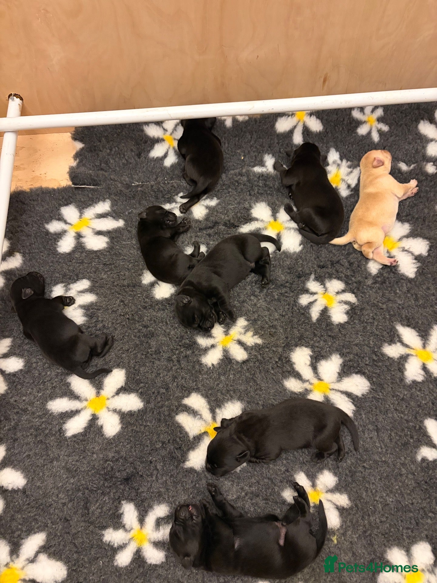 Labrador Retriever dogs Labrador retriever pups  - Advert 1