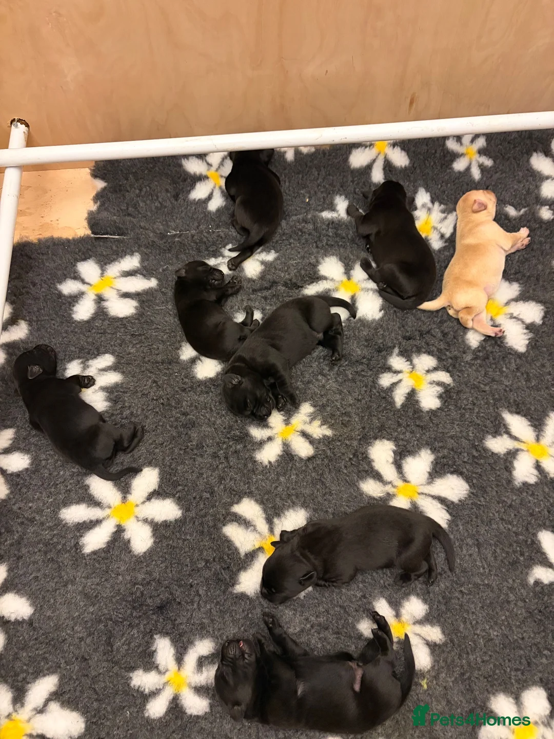 Labrador Retriever dogs for sale: Labrador retriever pups  - Advert 1