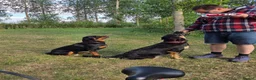 Mixed Breed dogs for sale: Beautiful F1B Rottweiler Puppies - Advert 17