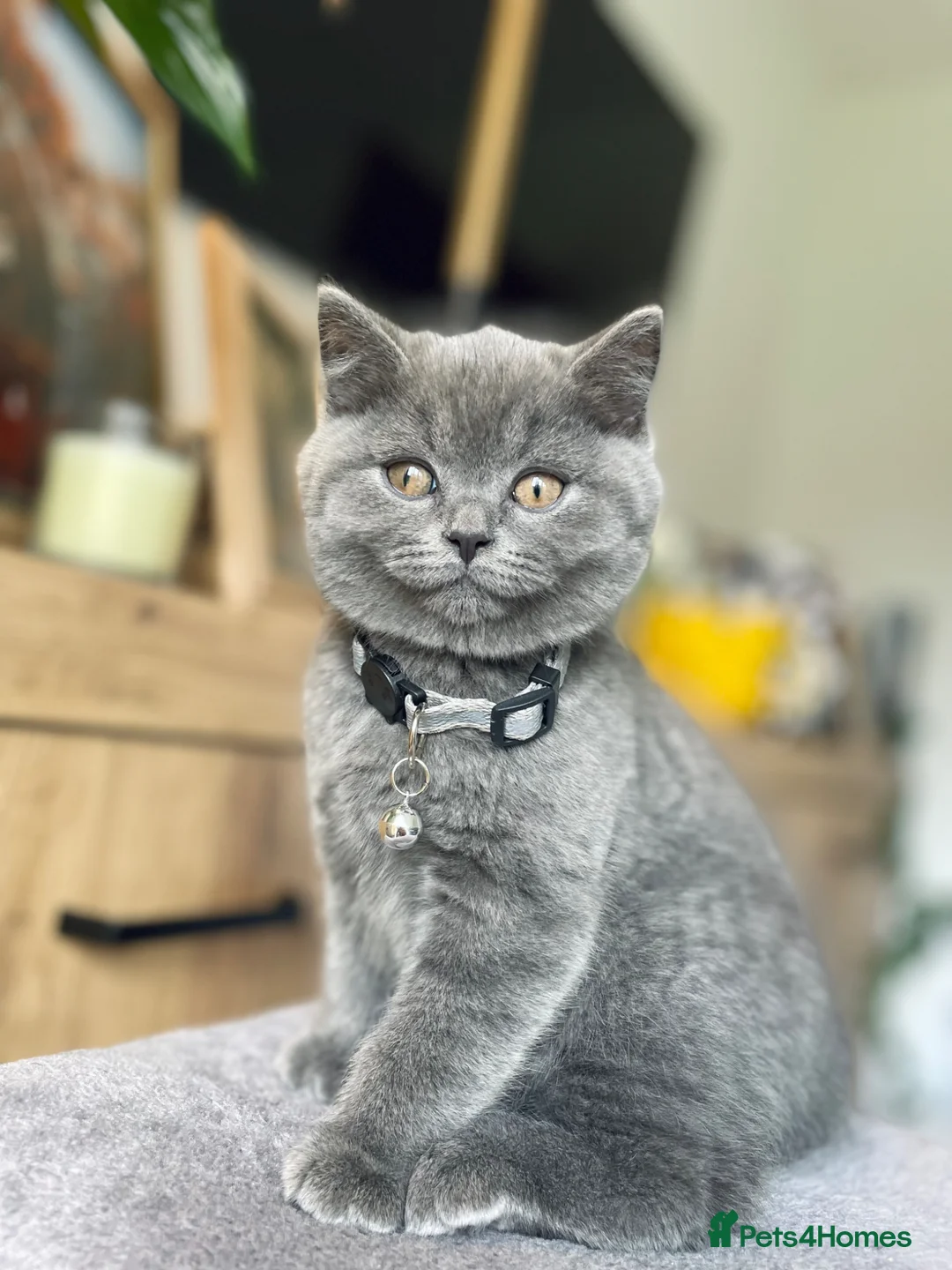 British Shorthair cats for sale: 🐾 GCCF Registered (Active) British Shorthair💙 in Wakefield - Advert 2