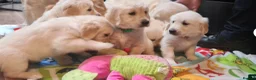 Golden Retriever dogs for sale: Beautiful Golden Retriever Puppies - Advert 2