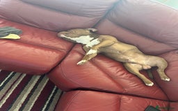 American Bully dogs for sale: Pocket bully  - Advert 5